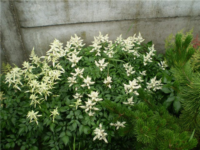 astilbe